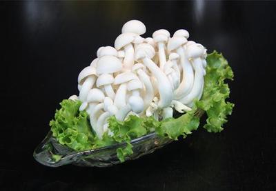 山东广饶工厂化白玉菇 高科技农业典范，优质农产品远销海外